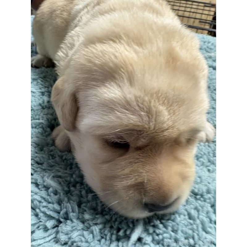 販売中の埼玉県のラブラドールレトリーバー-424848の2枚目