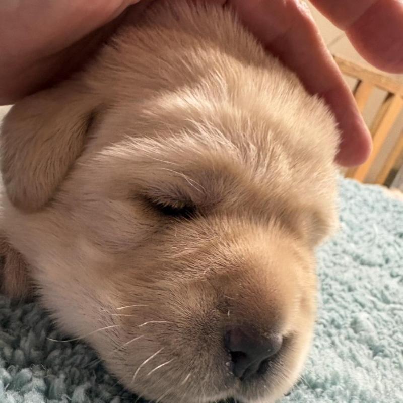 販売中の埼玉県のラブラドールレトリーバー-424848