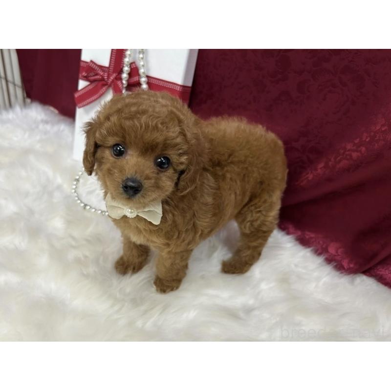 販売中の福岡県のタイニープードル-424850の4枚目