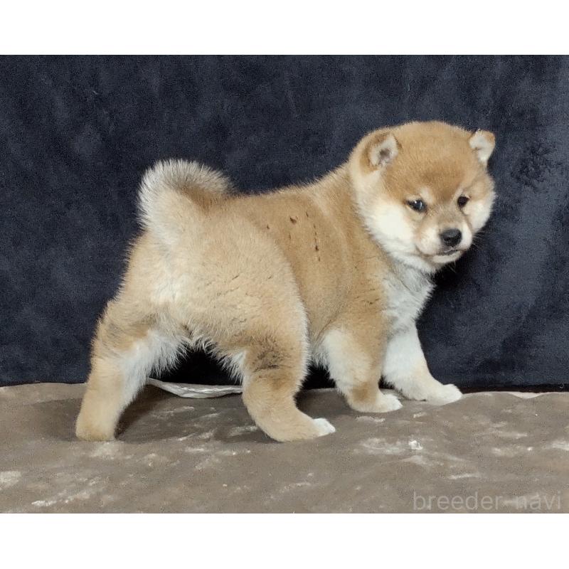 販売中の秋田県の柴犬-419725の5枚目