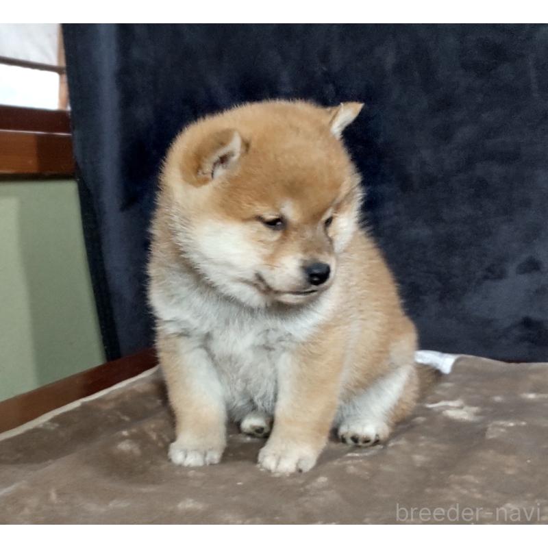 販売中の秋田県の柴犬-419725の4枚目