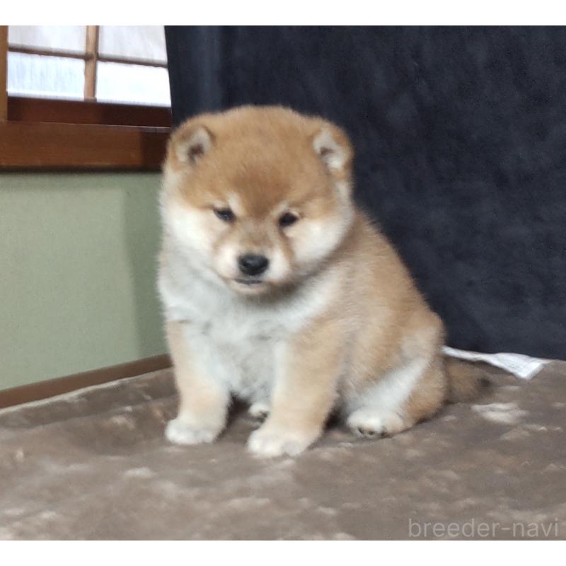 販売中の秋田県の柴犬-419725の3枚目