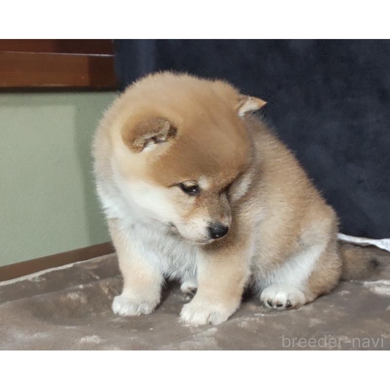 販売中の秋田県の柴犬-419725の2枚目