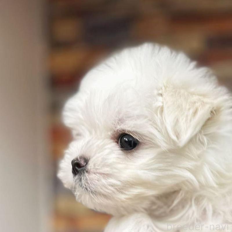 販売中の東京都のマルチーズ-424867の6枚目