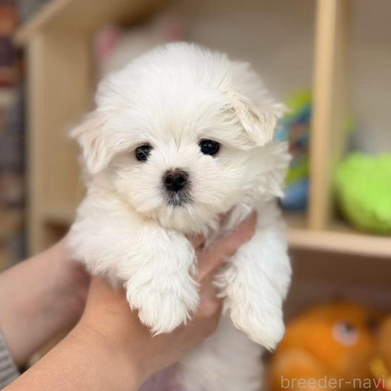 販売中の東京都のマルチーズ-424867の5枚目