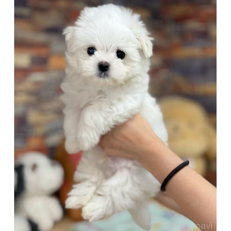 販売中の東京都のマルチーズ-424867の3枚目