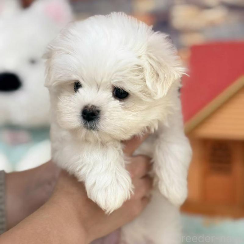 販売中の東京都のマルチーズ-424867の1枚目