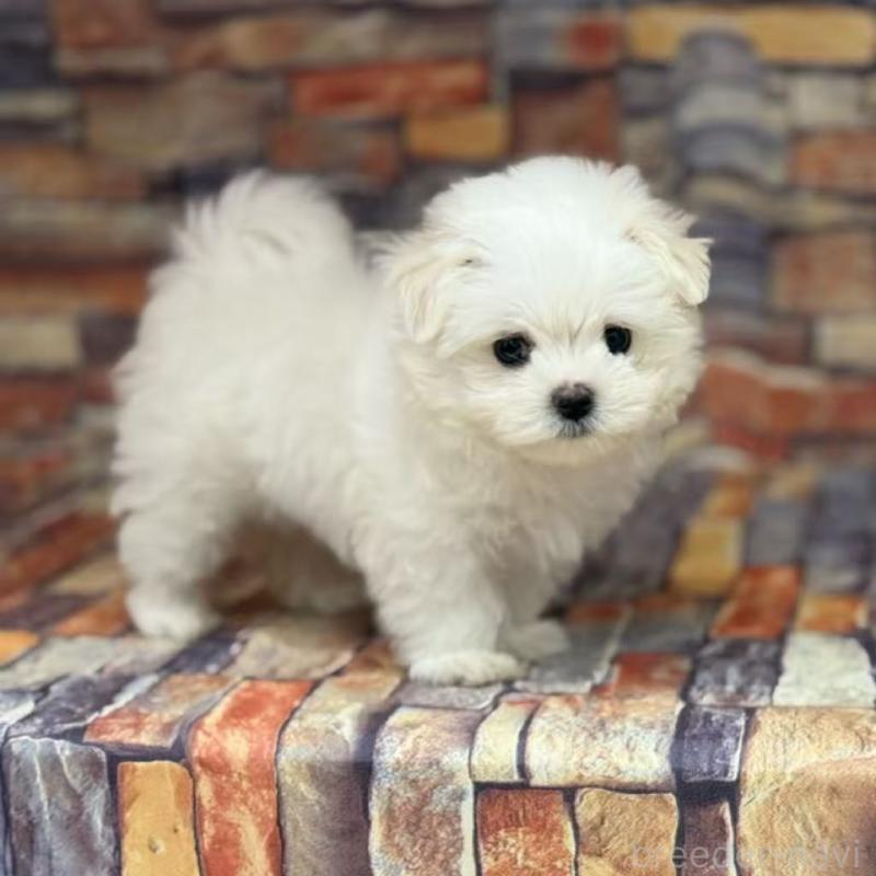 販売中の東京都のマルチーズ-424867の2枚目