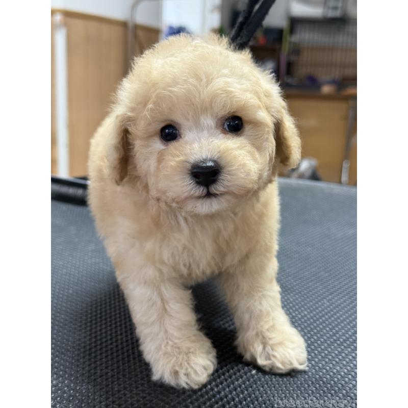 販売中の栃木県のタイニープードル-421729の10枚目