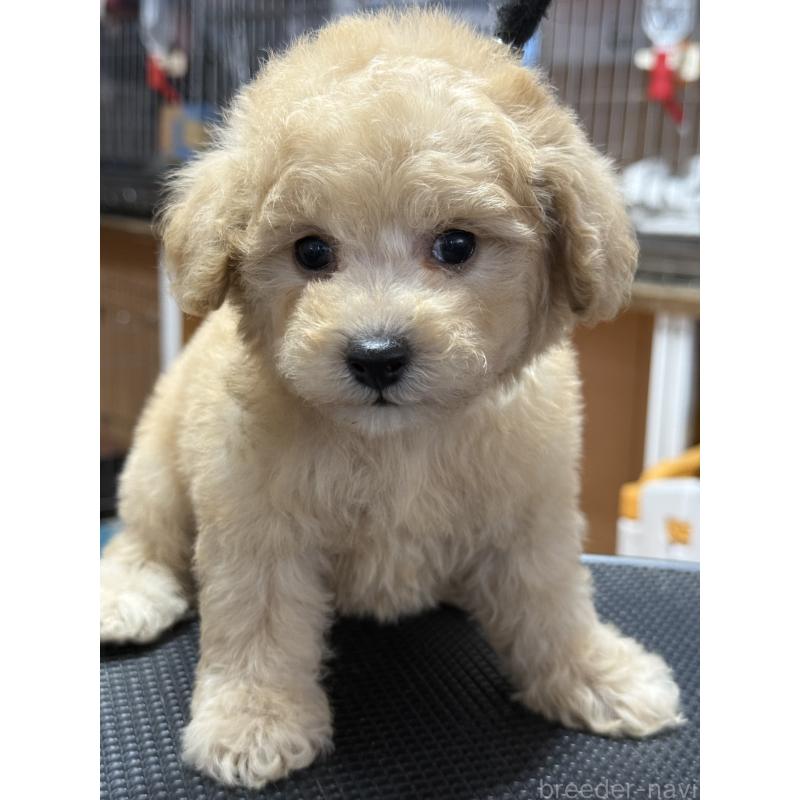 販売中の栃木県のタイニープードル-421729の9枚目