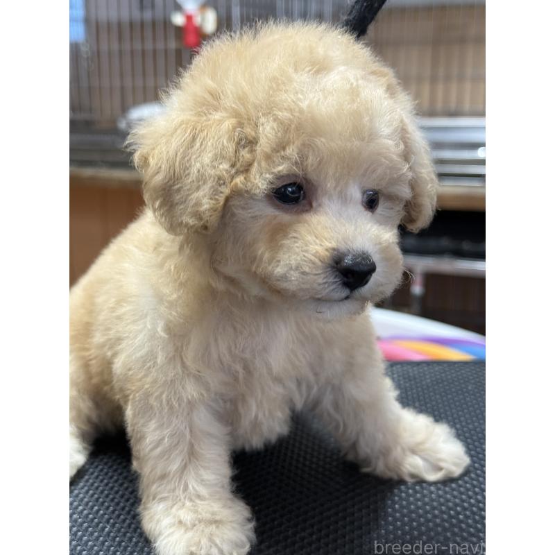 販売中の栃木県のタイニープードル-421729の8枚目