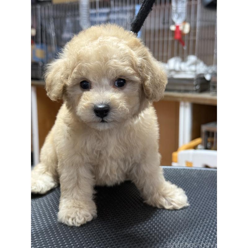 販売中の栃木県のタイニープードル-421729の7枚目