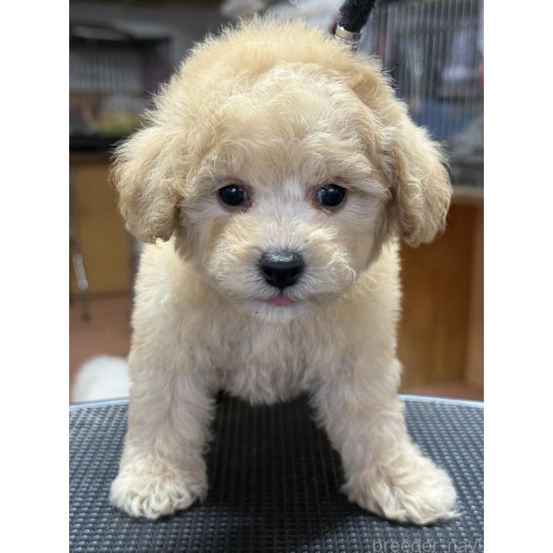 販売中の栃木県のタイニープードル-421729の6枚目