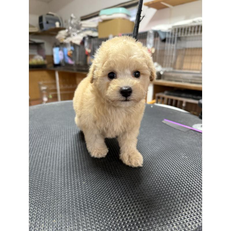 販売中の栃木県のタイニープードル-421729の5枚目