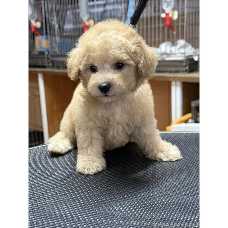 販売中の栃木県のタイニープードル-421729の4枚目