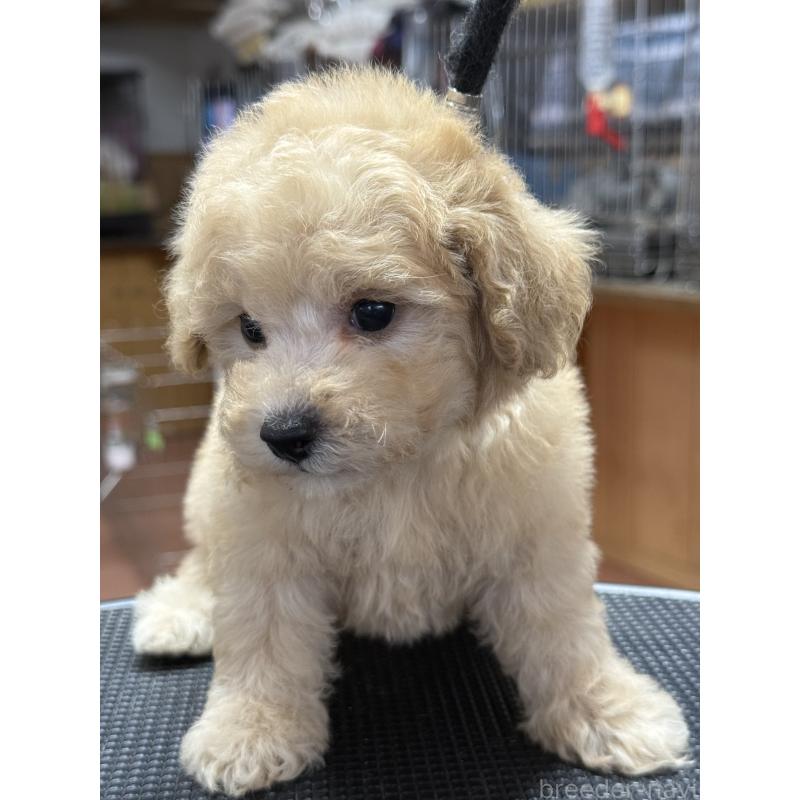 販売中の栃木県のタイニープードル-421729の3枚目