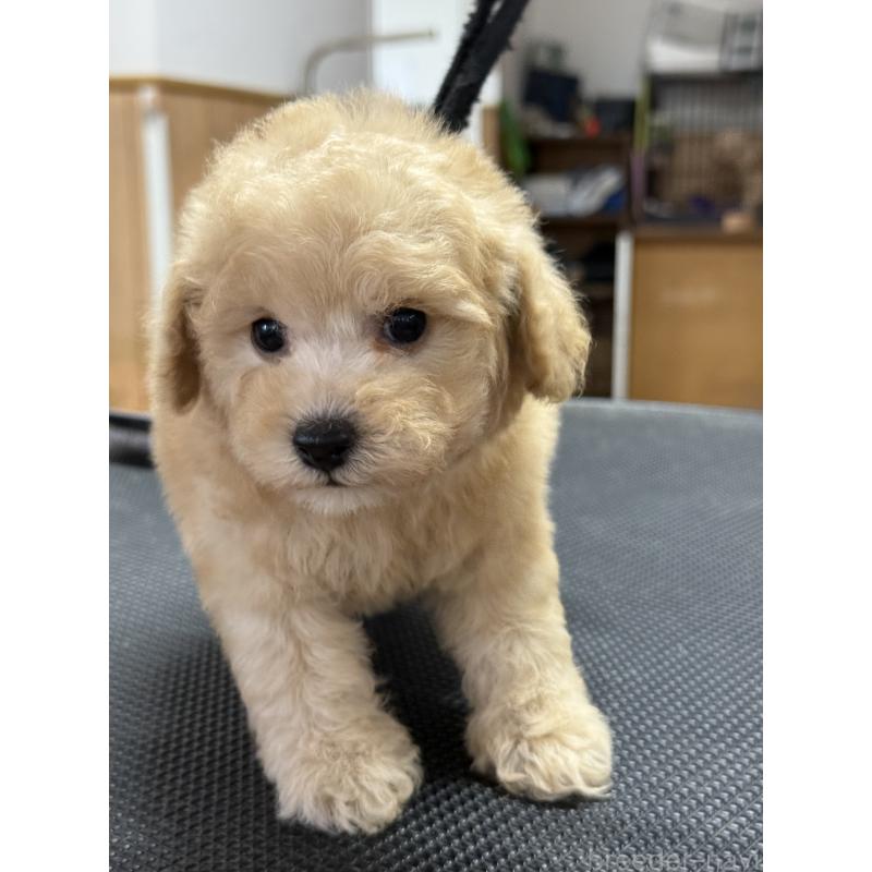 販売中の栃木県のタイニープードル-421729の2枚目