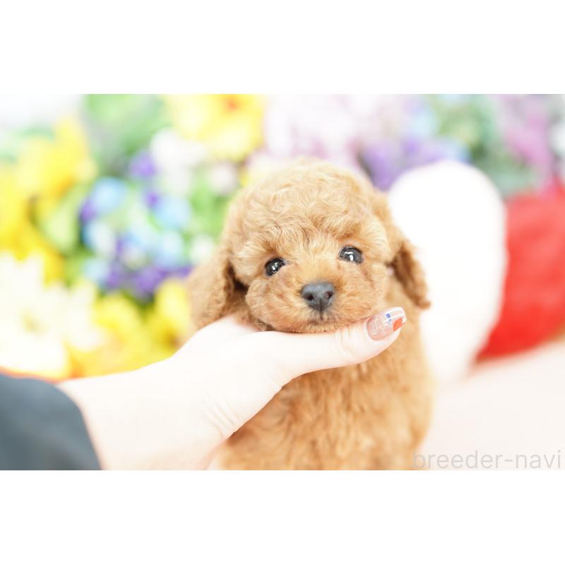 販売中の埼玉県のトイプードル-424851の4枚目