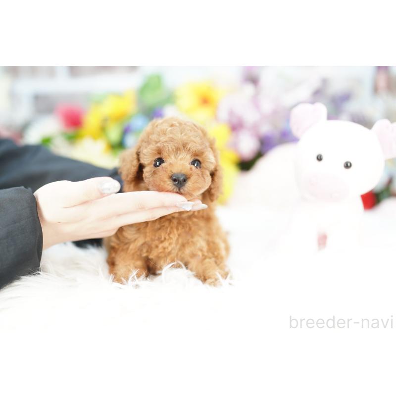 販売中の埼玉県のトイプードル-424851の3枚目