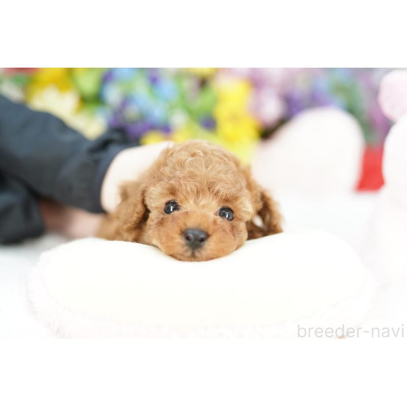 販売中の埼玉県のトイプードル-424851の2枚目