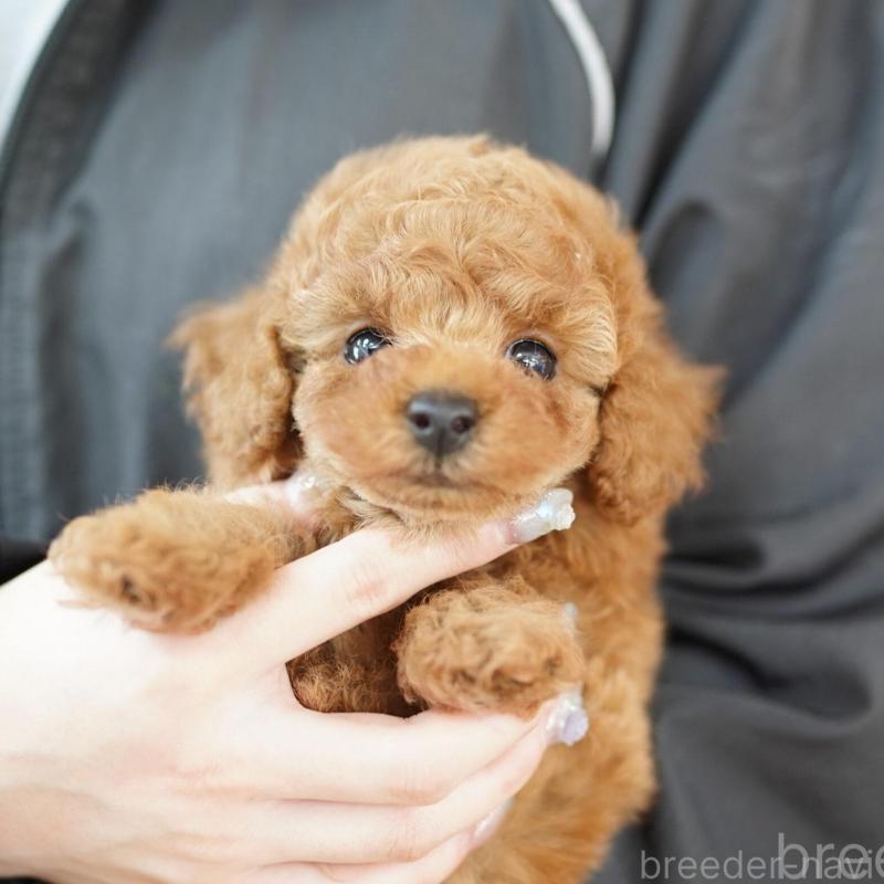 販売中の埼玉県のトイプードル-424851の1枚目