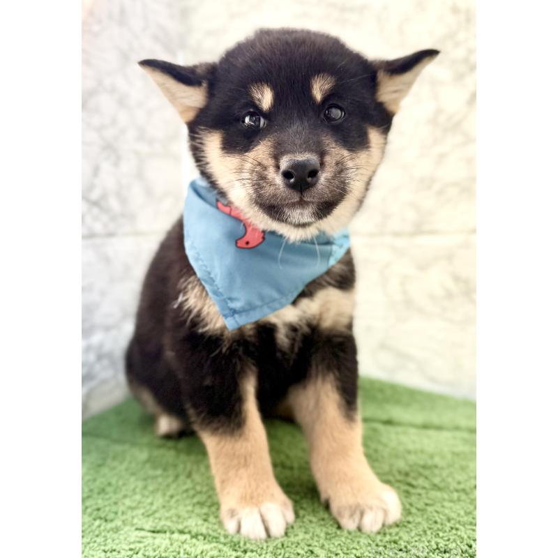 販売中の埼玉県の柴犬-417508の8枚目