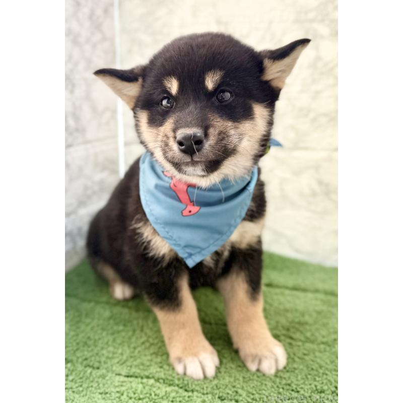 販売中の埼玉県の柴犬-417508の7枚目