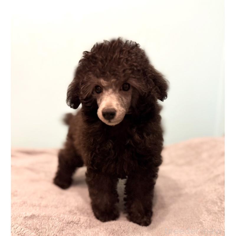 販売中の福岡県のトイプードル-424853の4枚目