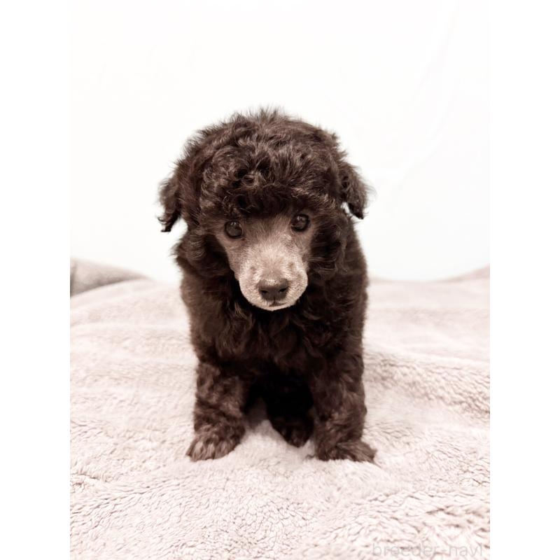 販売中の福岡県のトイプードル-424853の3枚目