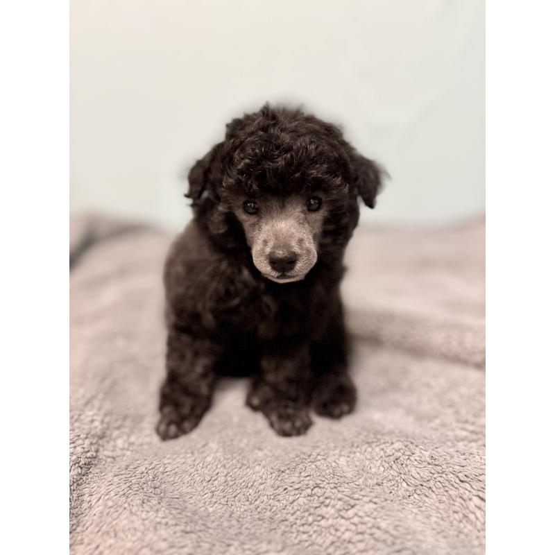 販売中の福岡県のトイプードル-424853の2枚目