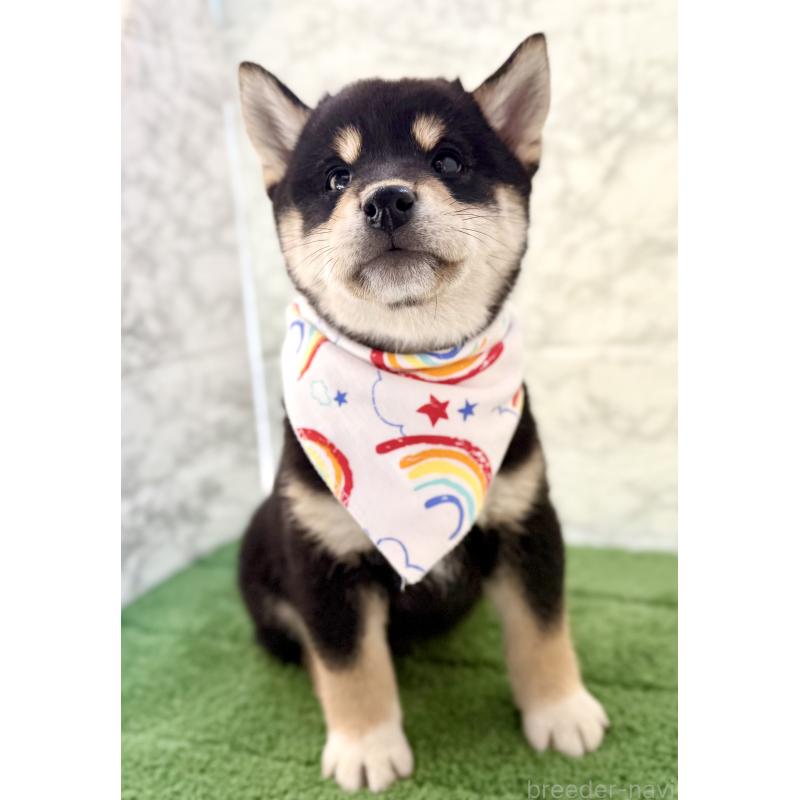 成約済の埼玉県の柴犬-420146の7枚目