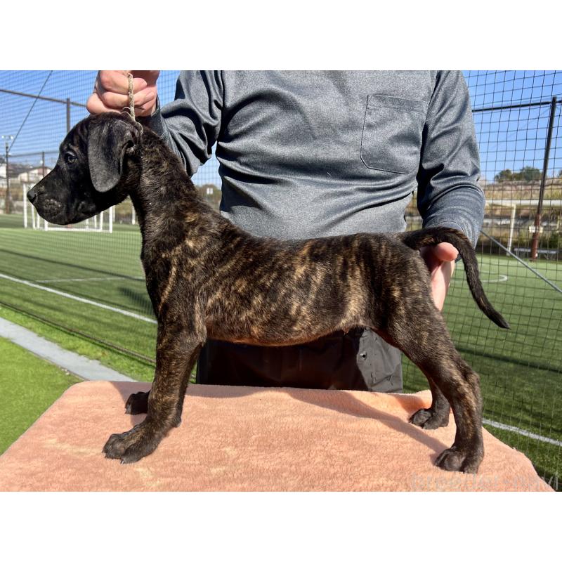 販売中の東京都のプレサカナリオ-424854