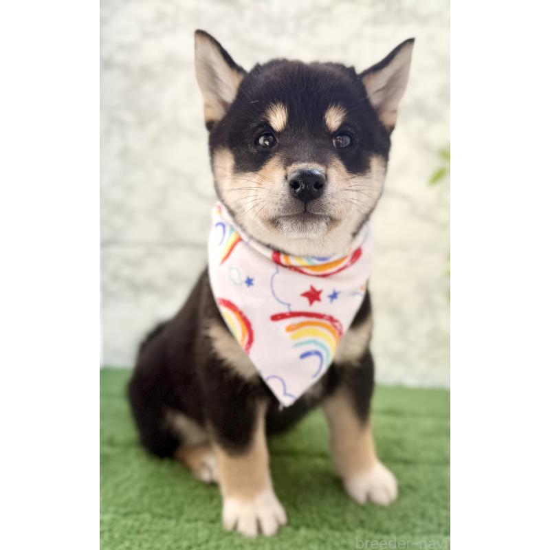 成約済の埼玉県の柴犬-420146の6枚目