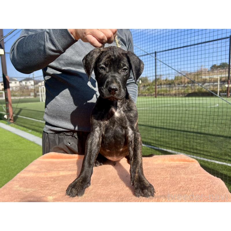 販売中の東京都のプレサカナリオ-424854の2枚目