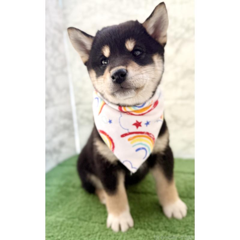 成約済の埼玉県の柴犬-420146の4枚目