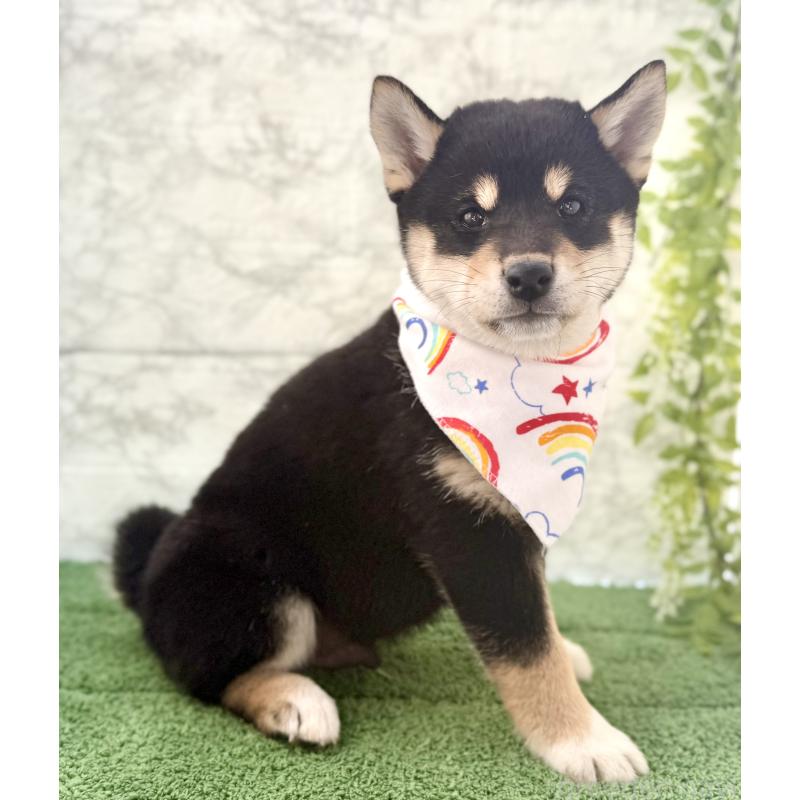 成約済の埼玉県の柴犬-420146の3枚目