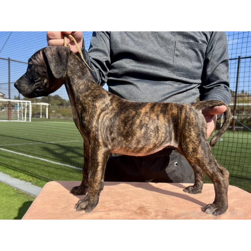 販売中の東京都のプレサカナリオ-424856の1枚目