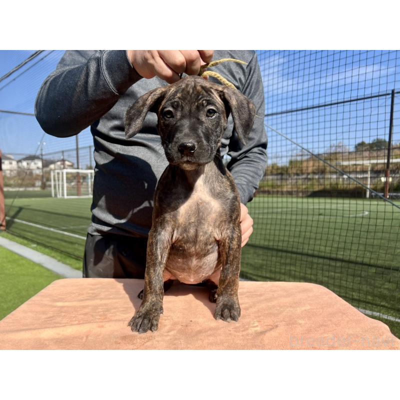 販売中の東京都のプレサカナリオ-424856の2枚目