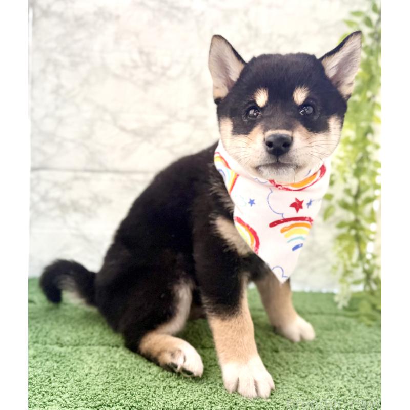 成約済の埼玉県の柴犬-420146の2枚目