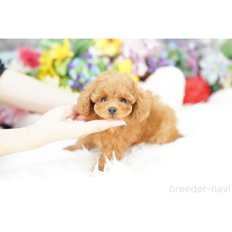 販売中の埼玉県のトイプードル-424855の4枚目