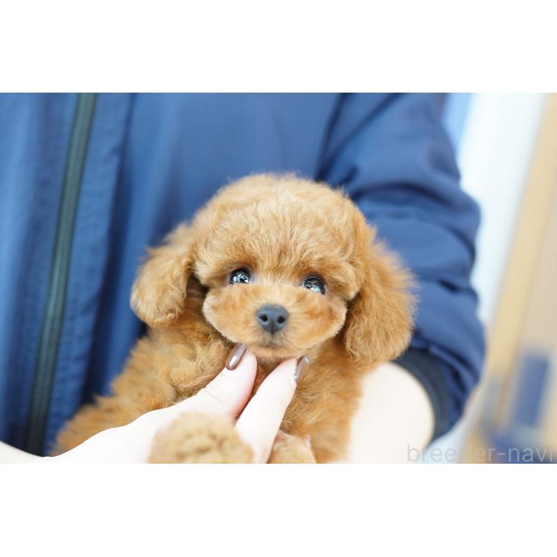 販売中の埼玉県のトイプードル-424855の3枚目