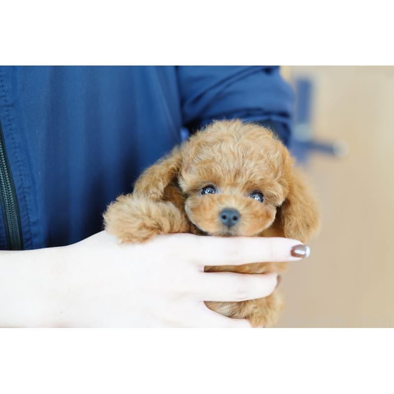 販売中の埼玉県のトイプードル-424855の2枚目