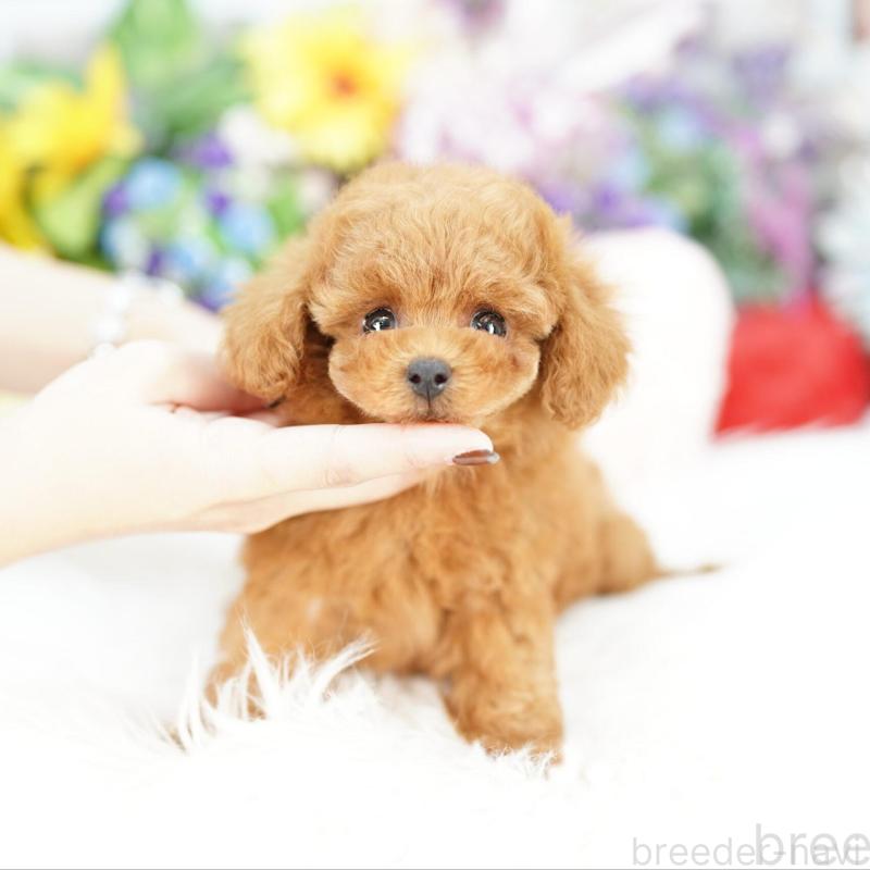 販売中の埼玉県のトイプードル-424855