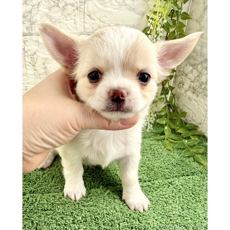 販売中の埼玉県のチワワ(ロングコート)-422569の5枚目