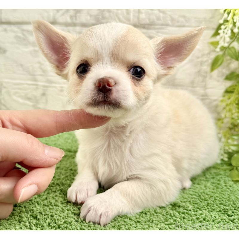 販売中の埼玉県のチワワ(ロングコート)-422569の4枚目