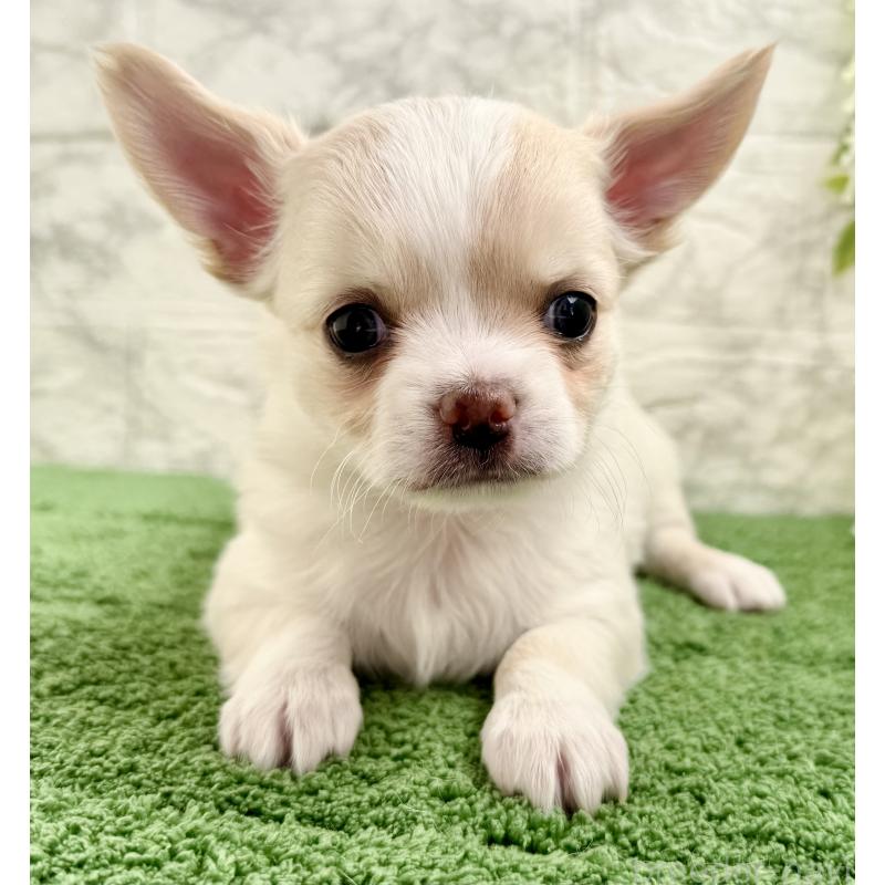 販売中の埼玉県のチワワ(ロングコート)-422569の3枚目