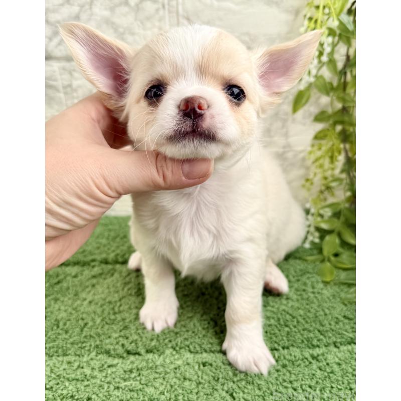 販売中の埼玉県のチワワ(ロングコート)-422569の2枚目