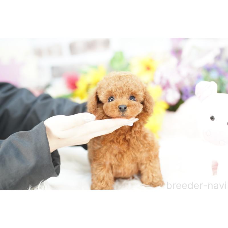 販売中の埼玉県のトイプードル-424857の4枚目