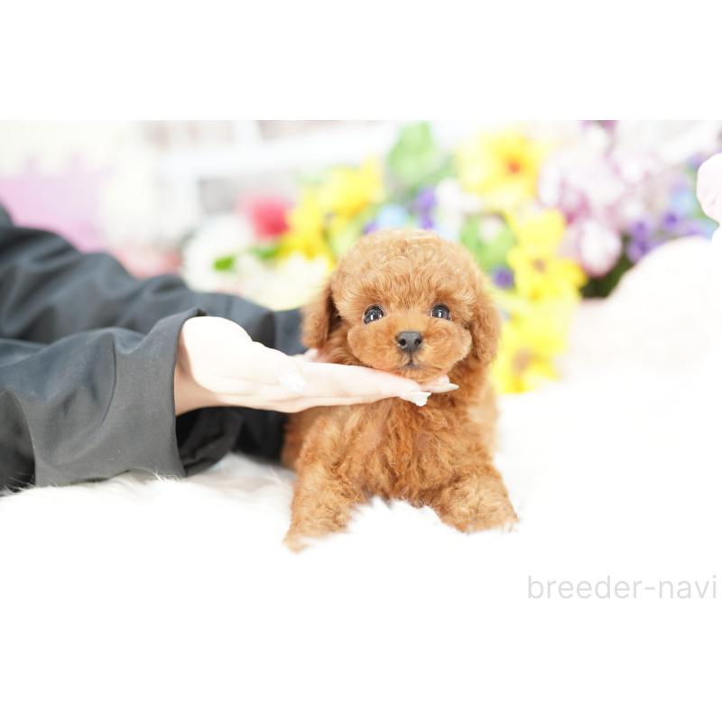 販売中の埼玉県のトイプードル-424857の3枚目