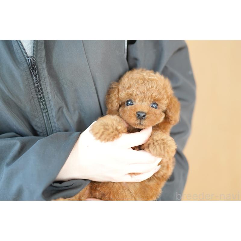 販売中の埼玉県のトイプードル-424857の2枚目